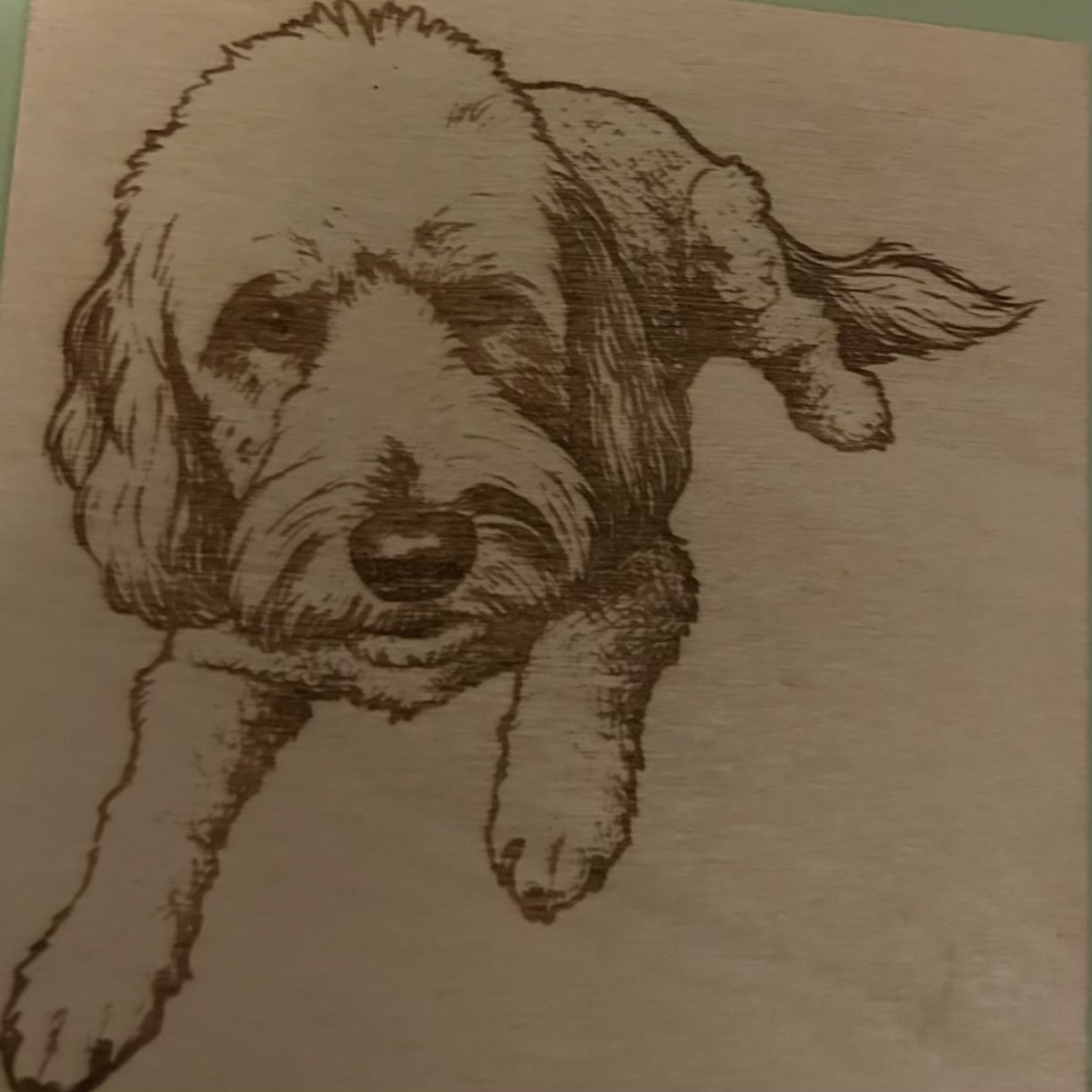 Pet Portraits